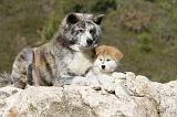 AKITA INU 014